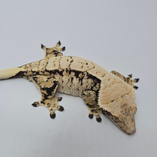 익스트림할리퀸 노멀 화이트스팟 화이트포트홀