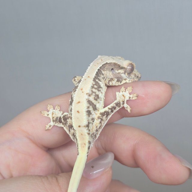 릴리100%헷아잔틱