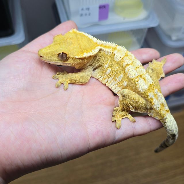 화이트스팟 크림시클 옐로우