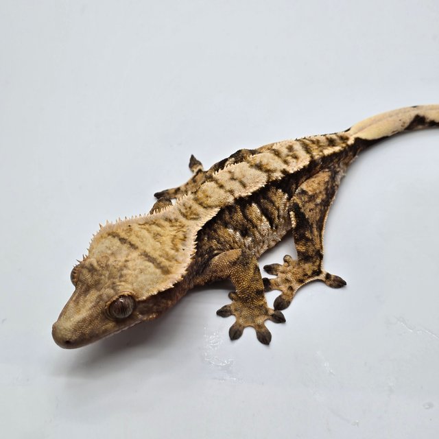 트라이 익스트림할리퀸 화이트포트홀