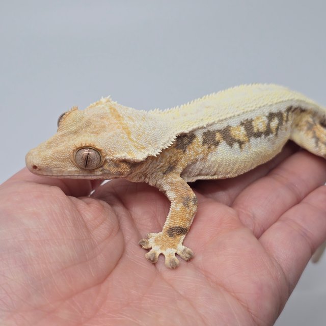 릴리화이트 솔리드백