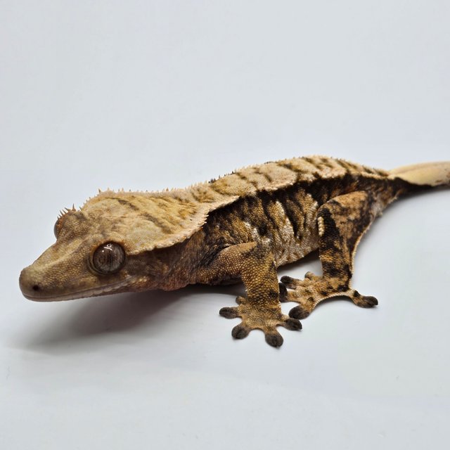 트라이 익스트림할리퀸 화이트포트홀