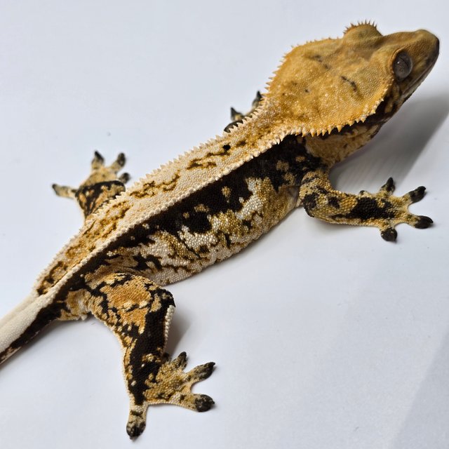 노멀 트라이 익스트림할리퀸 풀핀 화이트스팟 화이트포트홀