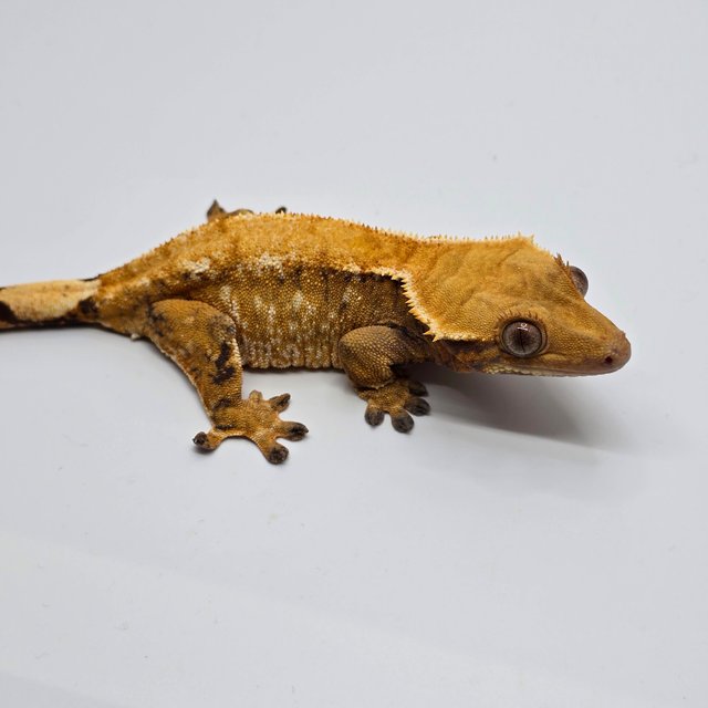 트라이 익스트림할리퀸 화이트스팟 텐저린