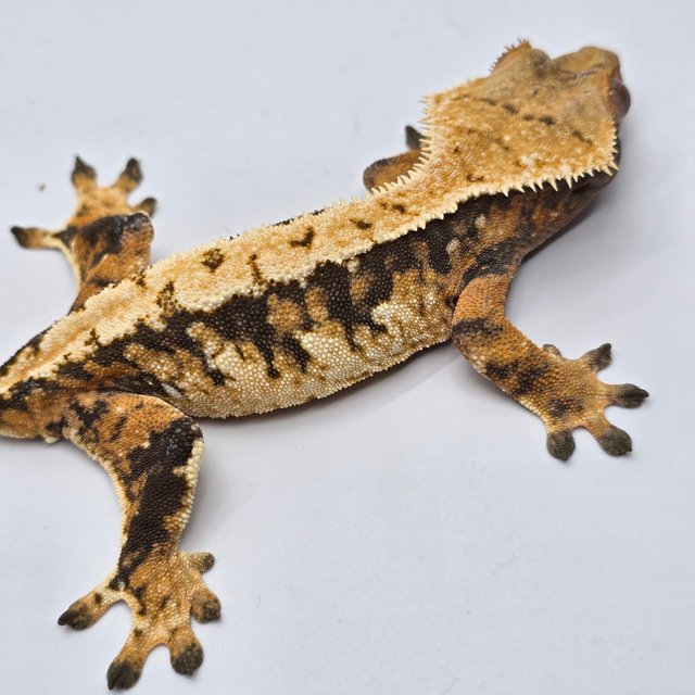 트라이 익스트림할리퀸