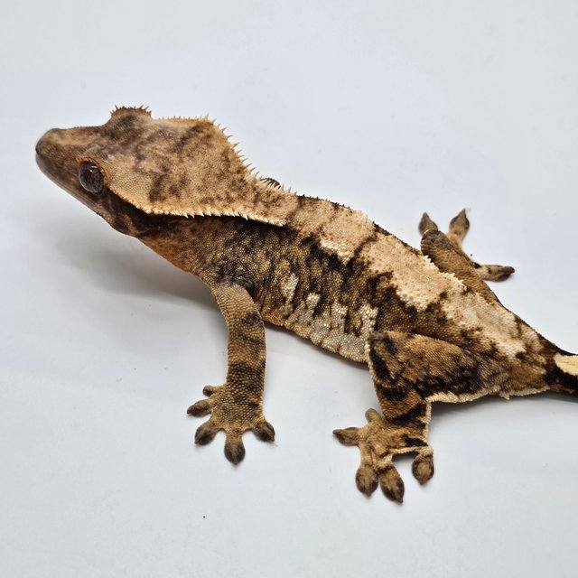 노멀 트라이 익스트림할리퀸