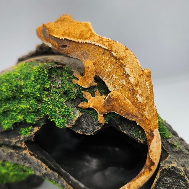 바브