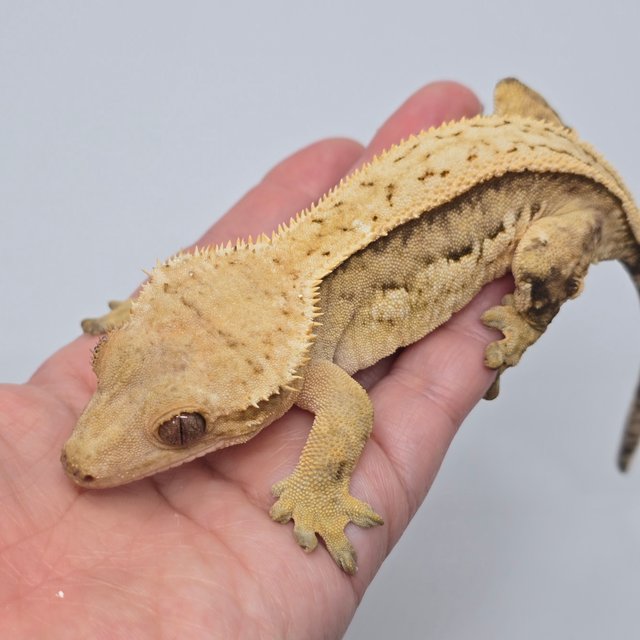 노멀 슈퍼스트라이프 크림시클 쿼드