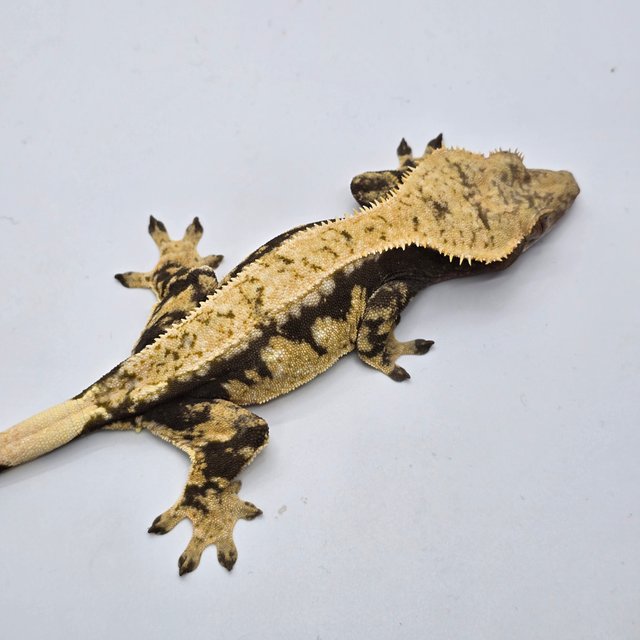 100%헷아잔틱 화이트포트홀 화이트스팟