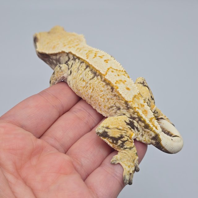 트라이 옐로우 화이트스팟 노멀 화이트포트홀