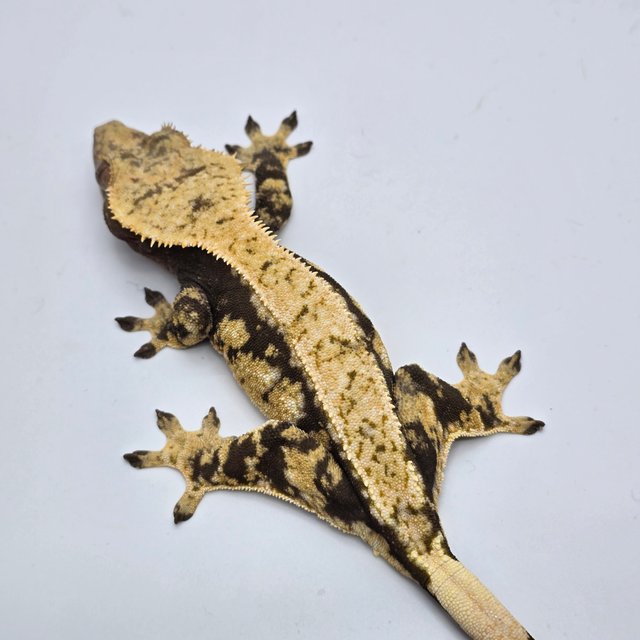 100%헷아잔틱 화이트포트홀 화이트스팟