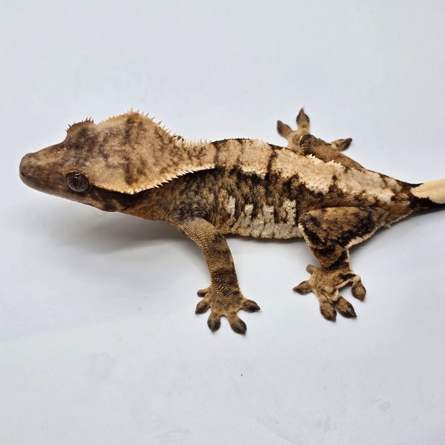 노멀 트라이 익스트림할리퀸