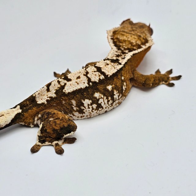 크림시클 텐저린 트라이 익스트림할리퀸