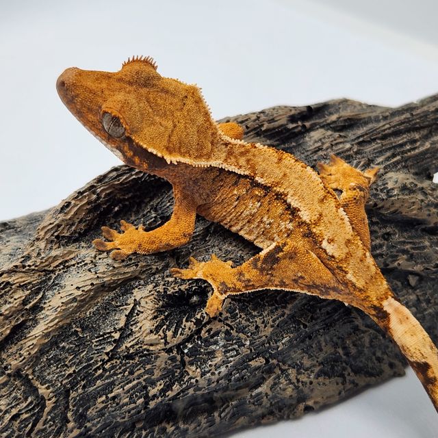 바브