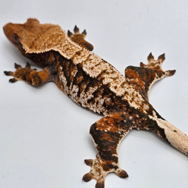 노멀 트라이 익스트림할리퀸 화이트스팟 화이트포트홀 텐저린