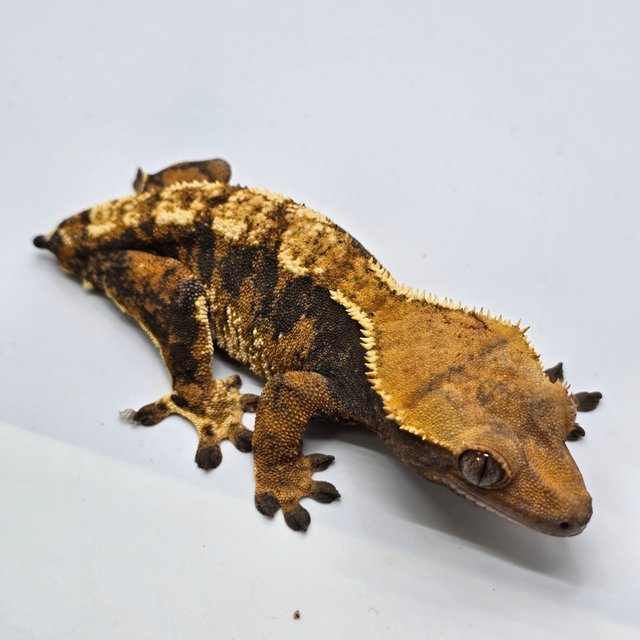 트라이 익스트림할리퀸 텐저린