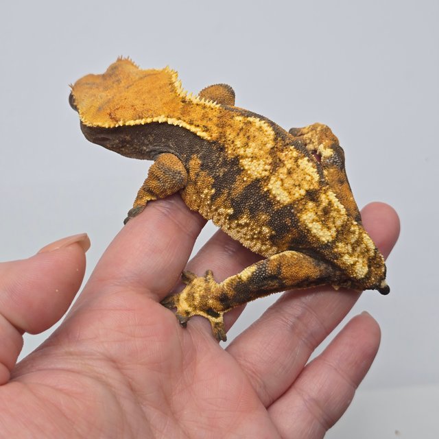 트라이 익스트림할리퀸 텐저린