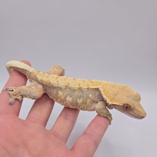 트라이 익스트림할리퀸