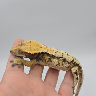 트라이 익스트림할리퀸