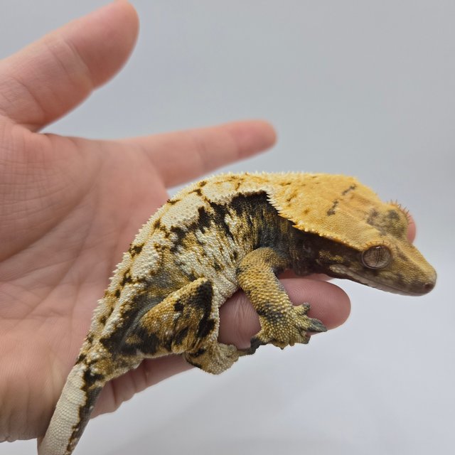 트라이 익스트림할리퀸