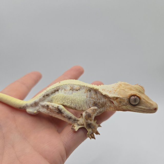 노멀 릴리화이트