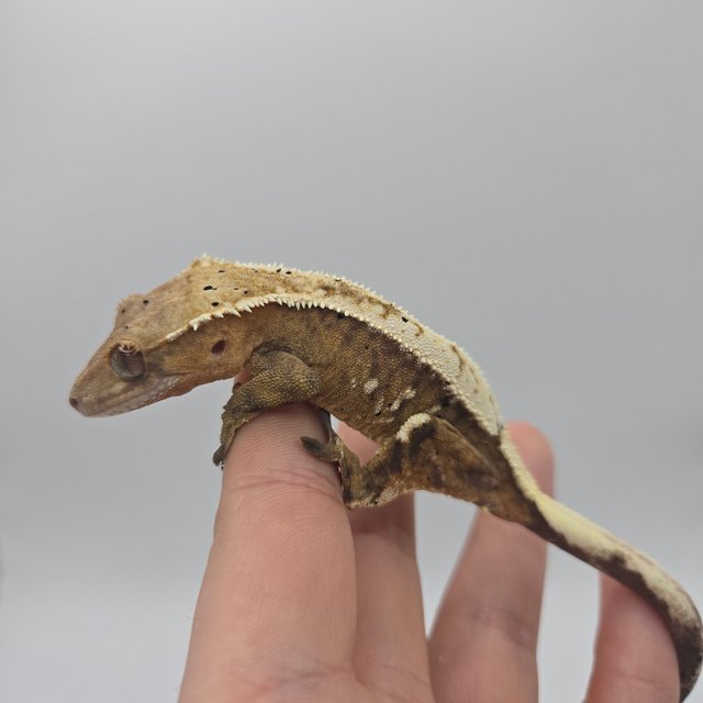 세이블 100%헷아잔틱