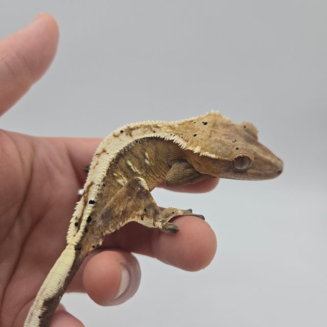 세이블 100%헷아잔틱