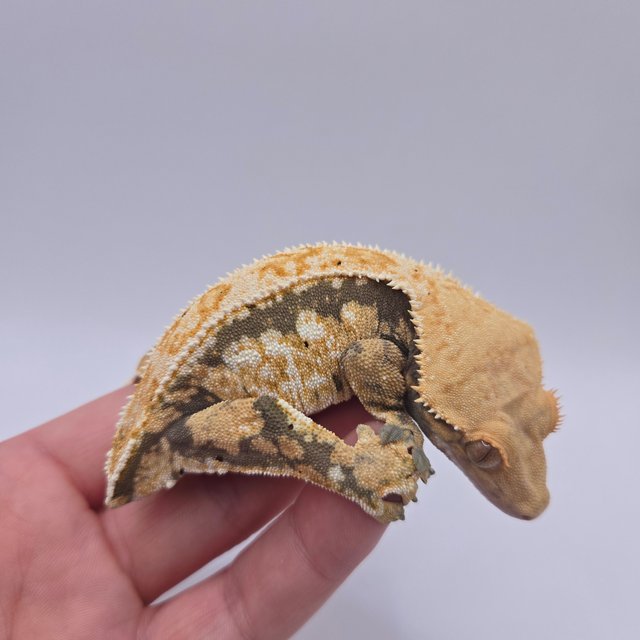 드리피 트라이 익스트림할리퀸