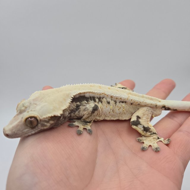 노멀 드리피 화이트스팟