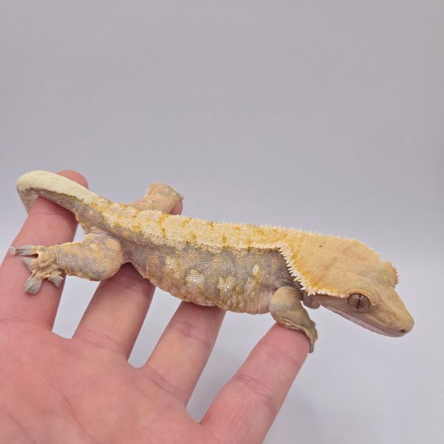 트라이 익스트림할리퀸