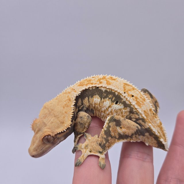 드리피 트라이 익스트림할리퀸