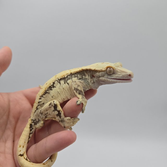 노멀 드리피 익스트림할리퀸