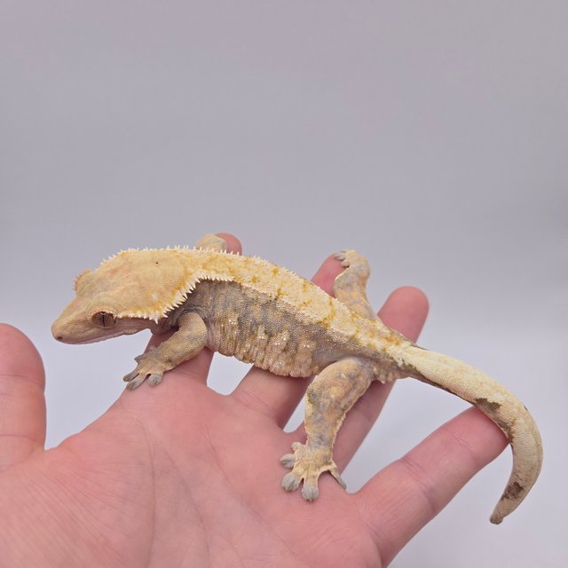 트라이 익스트림할리퀸