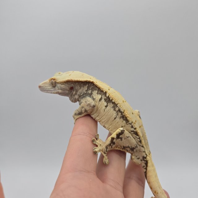 노멀 드리피 익스트림할리퀸