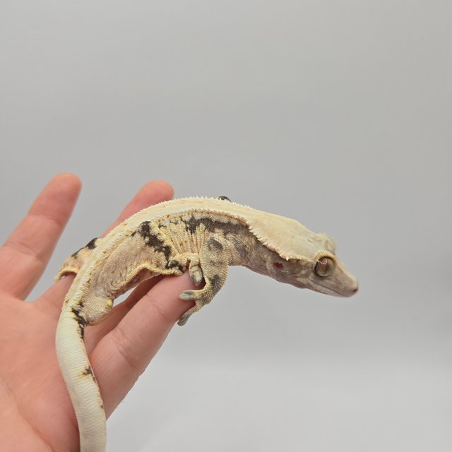 노멀 드리피 화이트스팟