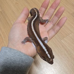 패턴리스