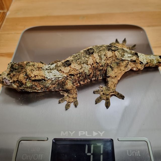 화이트카라