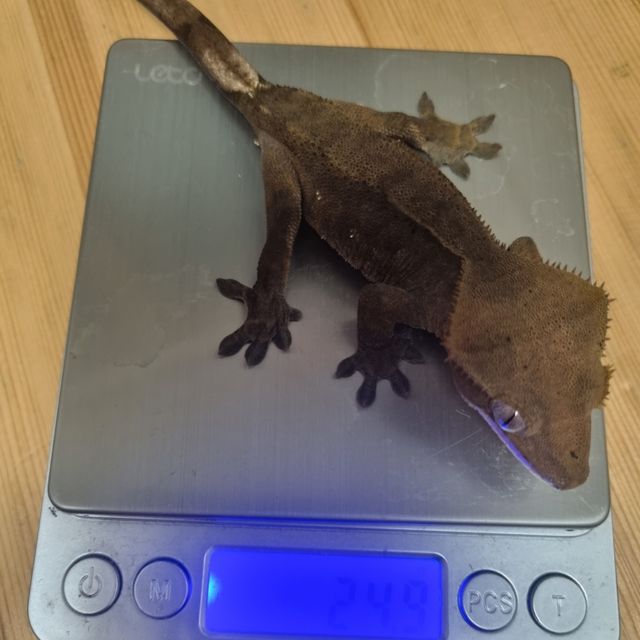 카푸치노 패턴리스