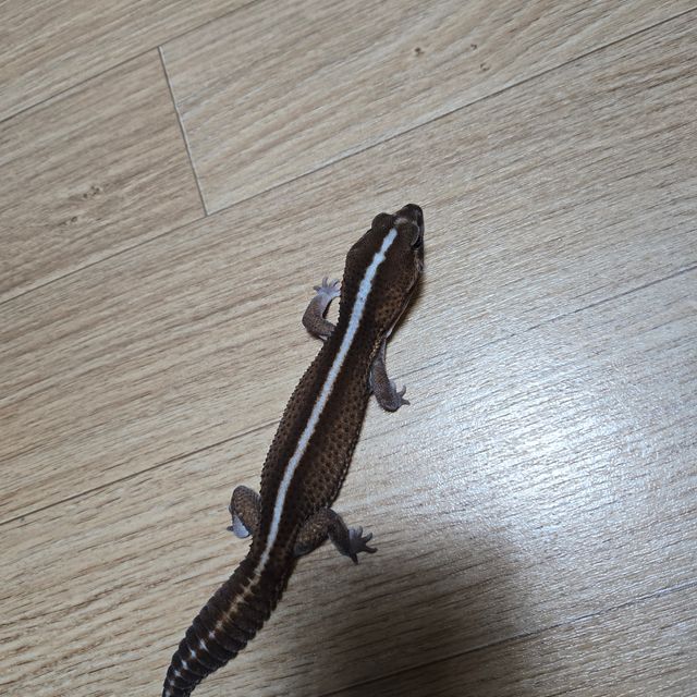 패턴리스