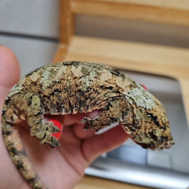 화이트카라