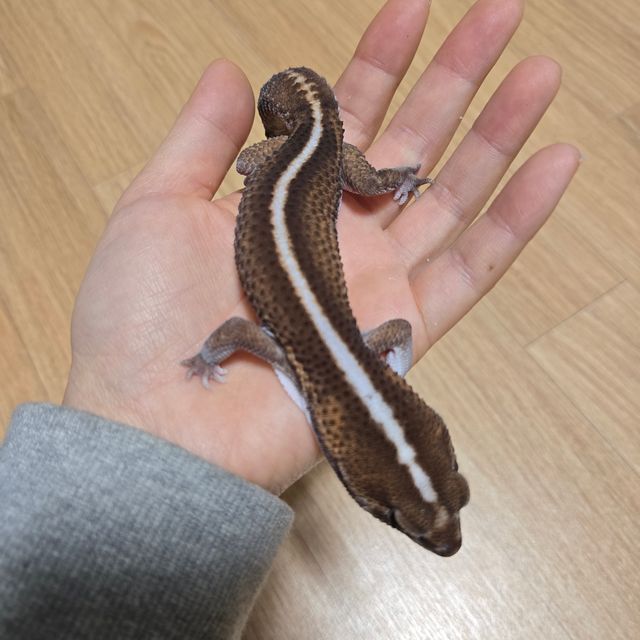패턴리스