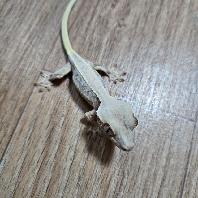 릴리화이트