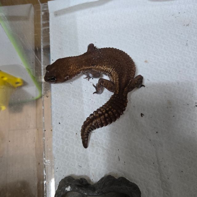 패턴리스 헷 오레오