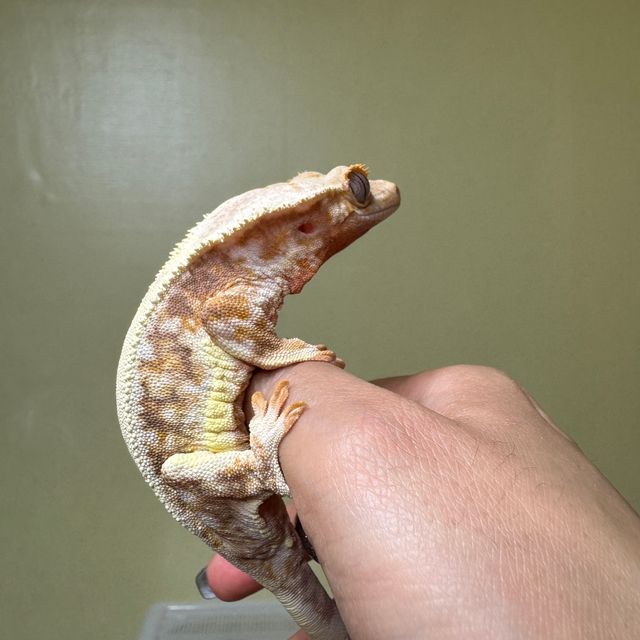릴리화이트