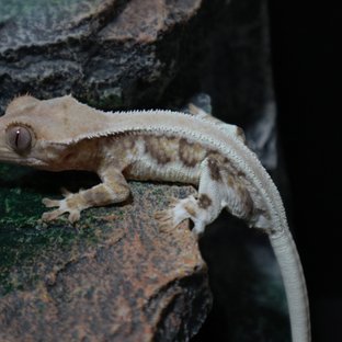 릴리화이트 솔리드백