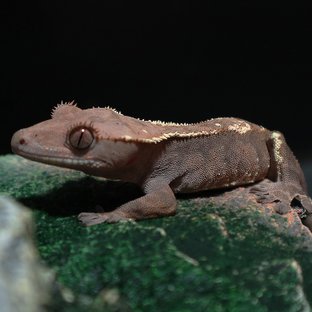 카푸치노 트라이