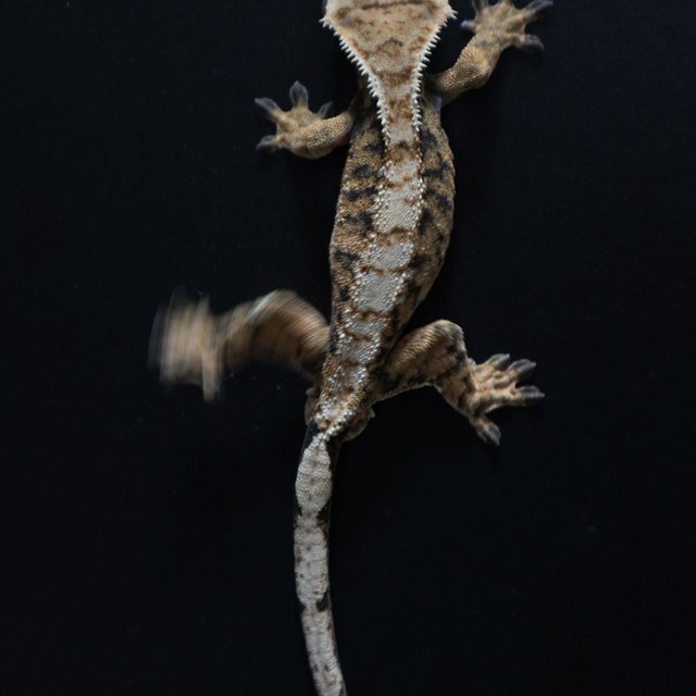 트라이 화이트스팟 화이트핀 타이거