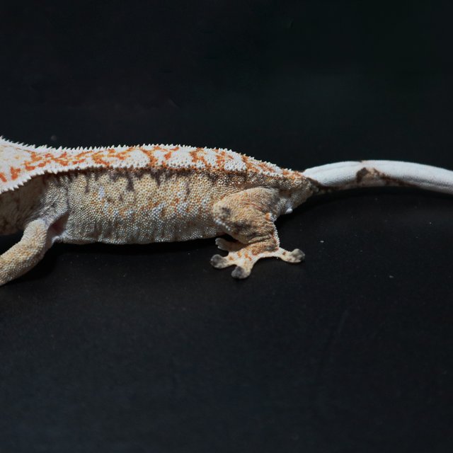 노멀 트라이 화이트핀 화이트크라운 화이트스팟 화이트