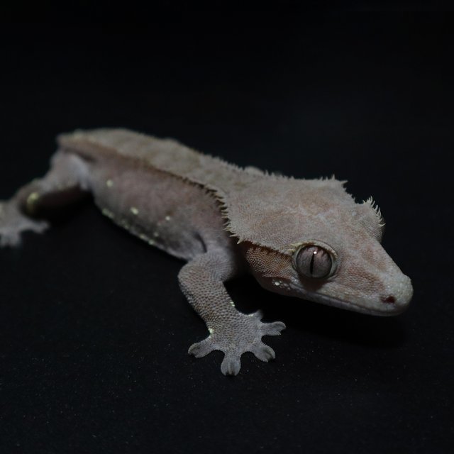 벅스킨 챠콜 다크