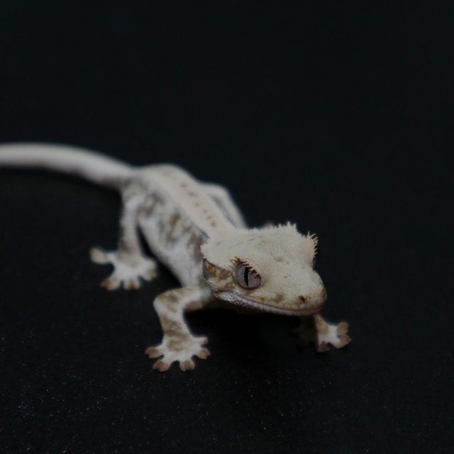 릴리화이트 화이트스팟